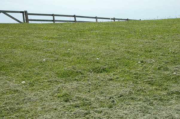 DSC 0097