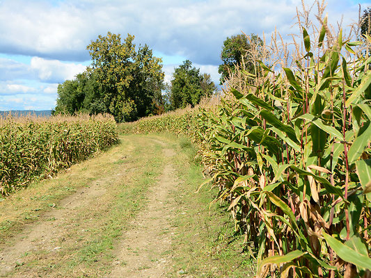 DSC 4938