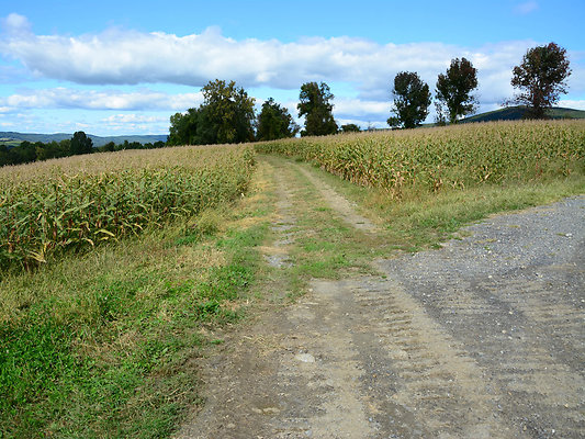 DSC 4984