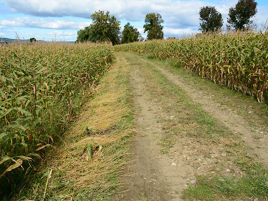 DSC 4979