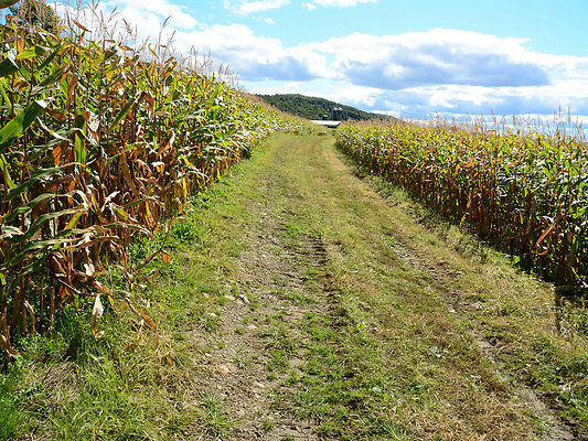 DSC 4950