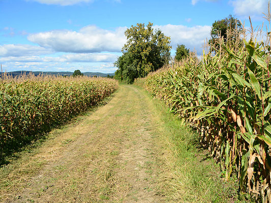 DSC 4947