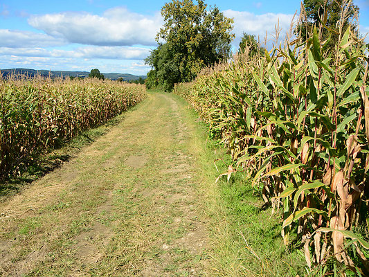 DSC 4948