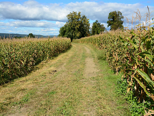 DSC 4940