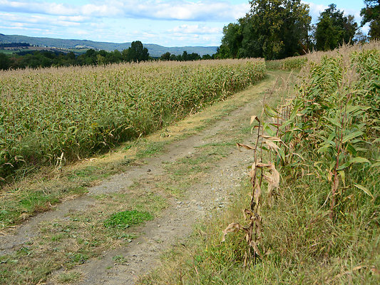DSC 4981
