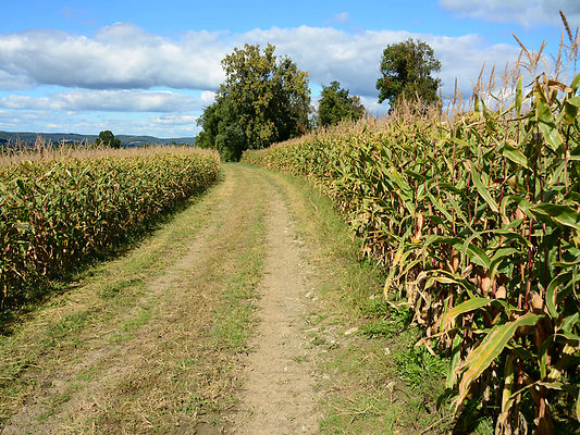 DSC 4943