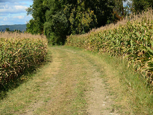 DSC 4945