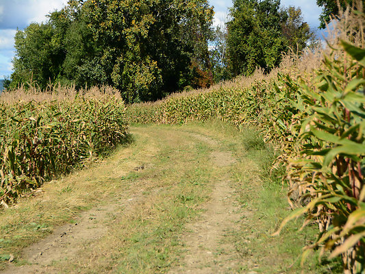 DSC 4939
