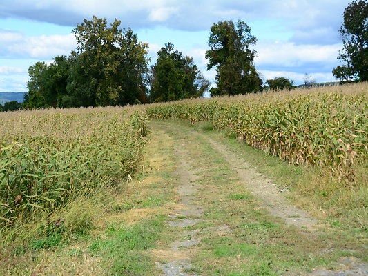 DSC 4985