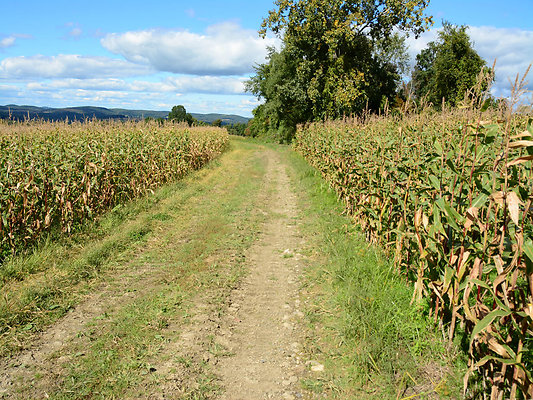 DSC 4949