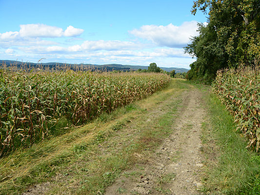 DSC 4966