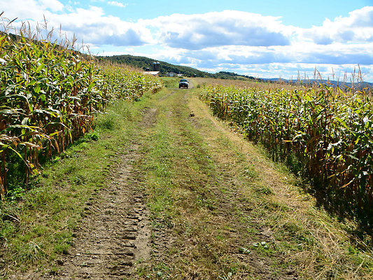 DSC 4946