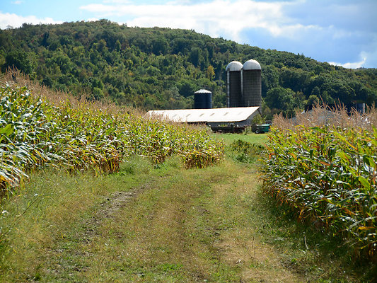 DSC 4967