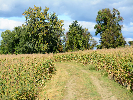 DSC 4935