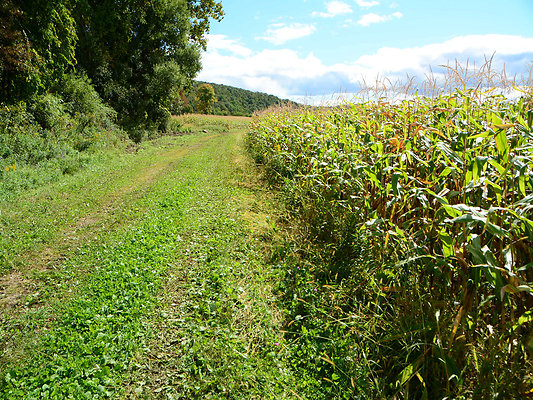 DSC 4959