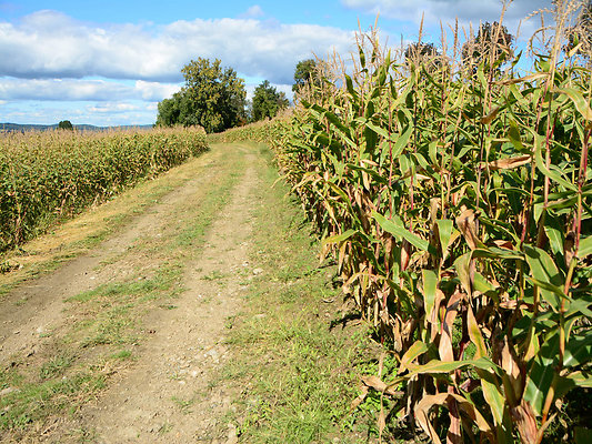 DSC 4937