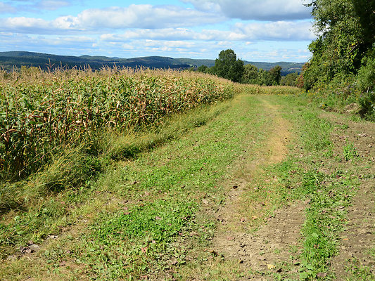 DSC 4954